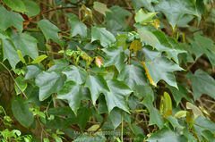 Mytilaria laosensis