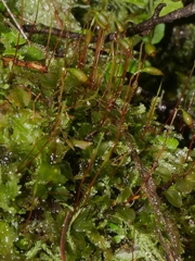 Plagiomnium rostratum