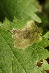 Agromyza anthracina