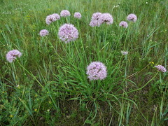 Allium
