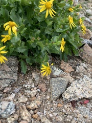 Parnassius smintheus