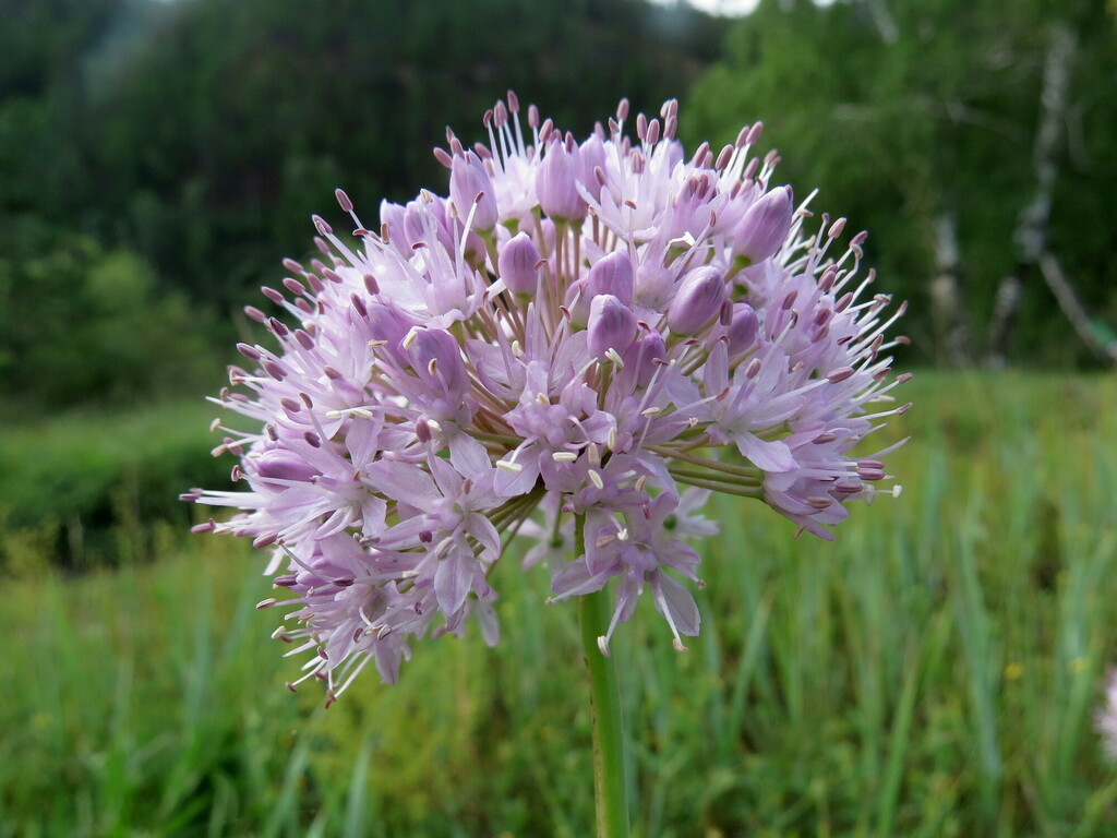 Aging chive