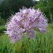 Aging Chive - Photo (c) Aleksandr Ebel, some rights reserved (CC BY-NC), uploaded by Aleksandr Ebel