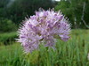 Aging Chive - Photo (c) Aleksandr Ebel, some rights reserved (CC BY-NC), uploaded by Aleksandr Ebel