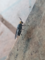 Cyphomyia