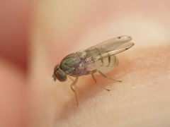 Gitona distigma
