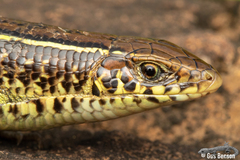 Gerrhosaurus flavigularis