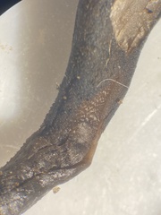 Geoglossum fallax