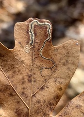 Stigmella saginella