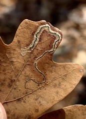 Stigmella saginella