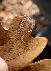 Stigmella saginella