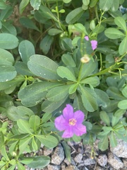 Talinum fruticosum