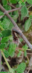 Lasiocampoidea