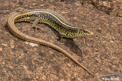 Gerrhosaurus flavigularis