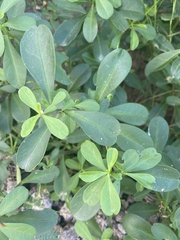 Talinum fruticosum