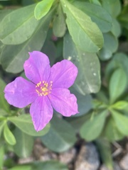 Talinum fruticosum