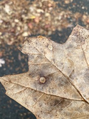 Polystepha globosa