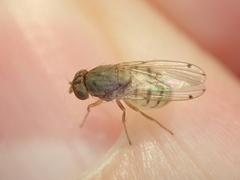 Gitona distigma