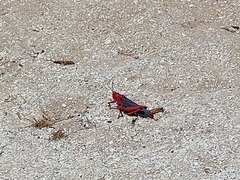 Phymateus morbillosus