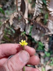 Ranunculus scapiger