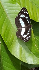 Phaedyma shepherdi