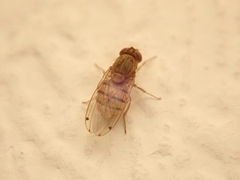 Gitona distigma