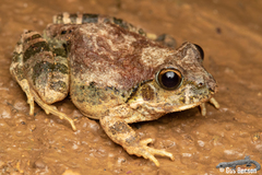 Tomopterna natalensis