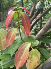 Cinnamomum