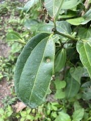 Cinnamomum
