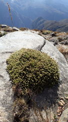 Cullumia reticulata