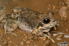 Tomopterna natalensis