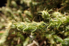 Cullumia reticulata