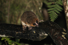 Microcebus rufus