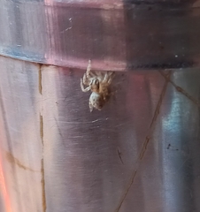 Menemerus semilimbatus