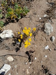 Oncosiphon suffruticosus