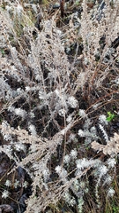 Artemisia austriaca