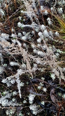 Artemisia austriaca
