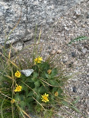 Parnassius smintheus