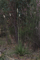 Xanthorrhoea gracilis