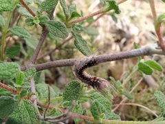 Lasiocampoidea
