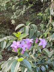 Cryptostegia madagascariensis