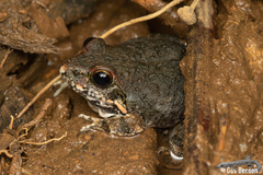 Tomopterna natalensis