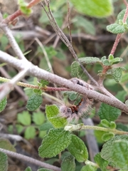 Lasiocampoidea