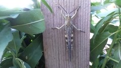Anacridium aegyptium