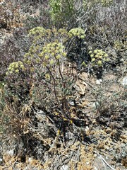 Dasispermum suffruticosum