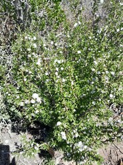 Rhamnaceae