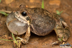 Tomopterna natalensis