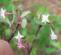 Fuchsia parviflora