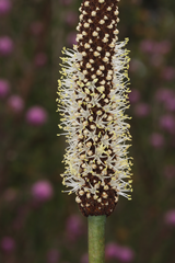 Xanthorrhoea gracilis
