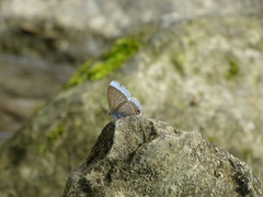 Catochrysops panormus